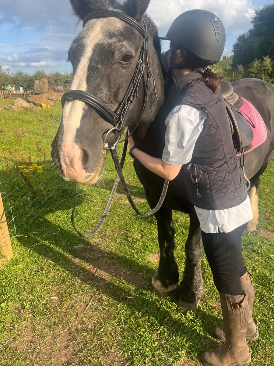 14.2 hh cob mare - Image 1