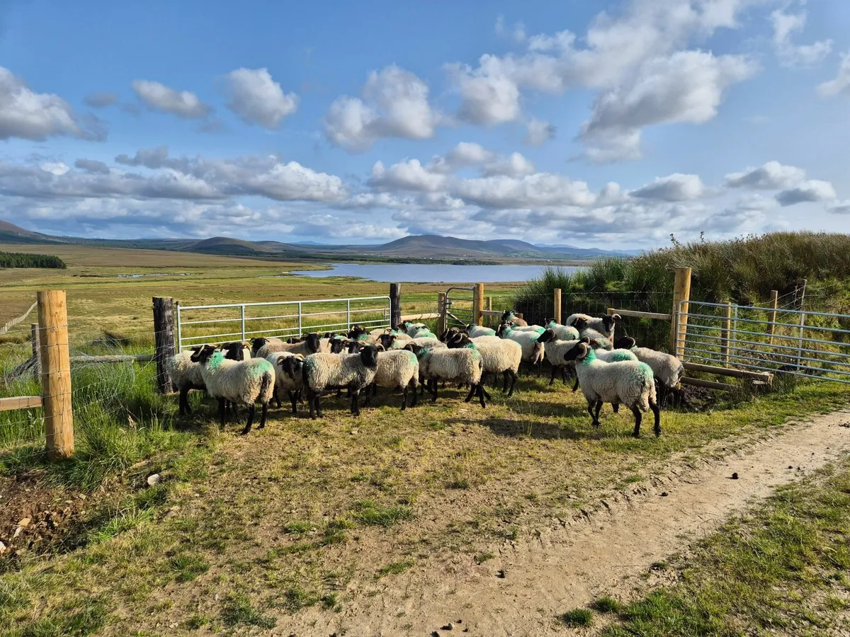 Blackface Ewe Hoggets - Image 1