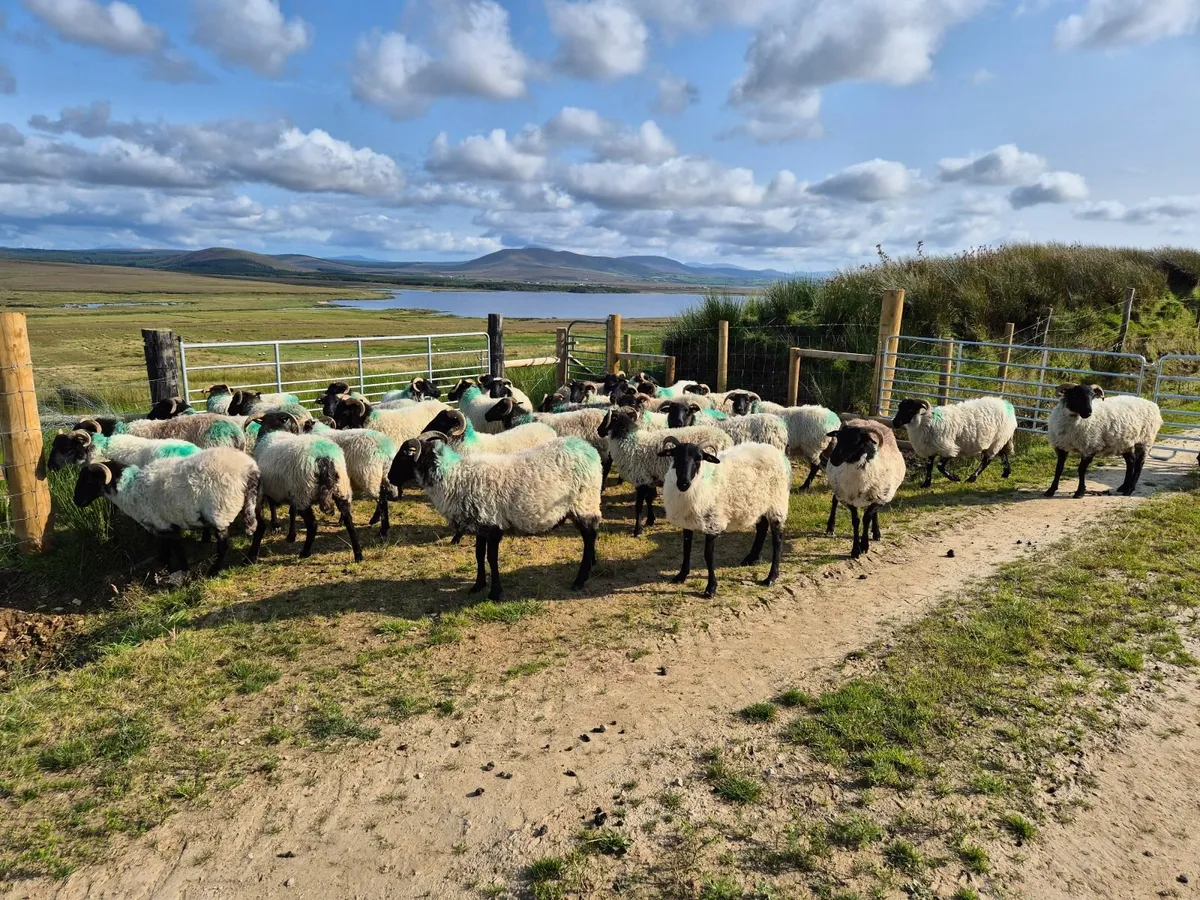 Blackface Ewe Hoggets - Image 2