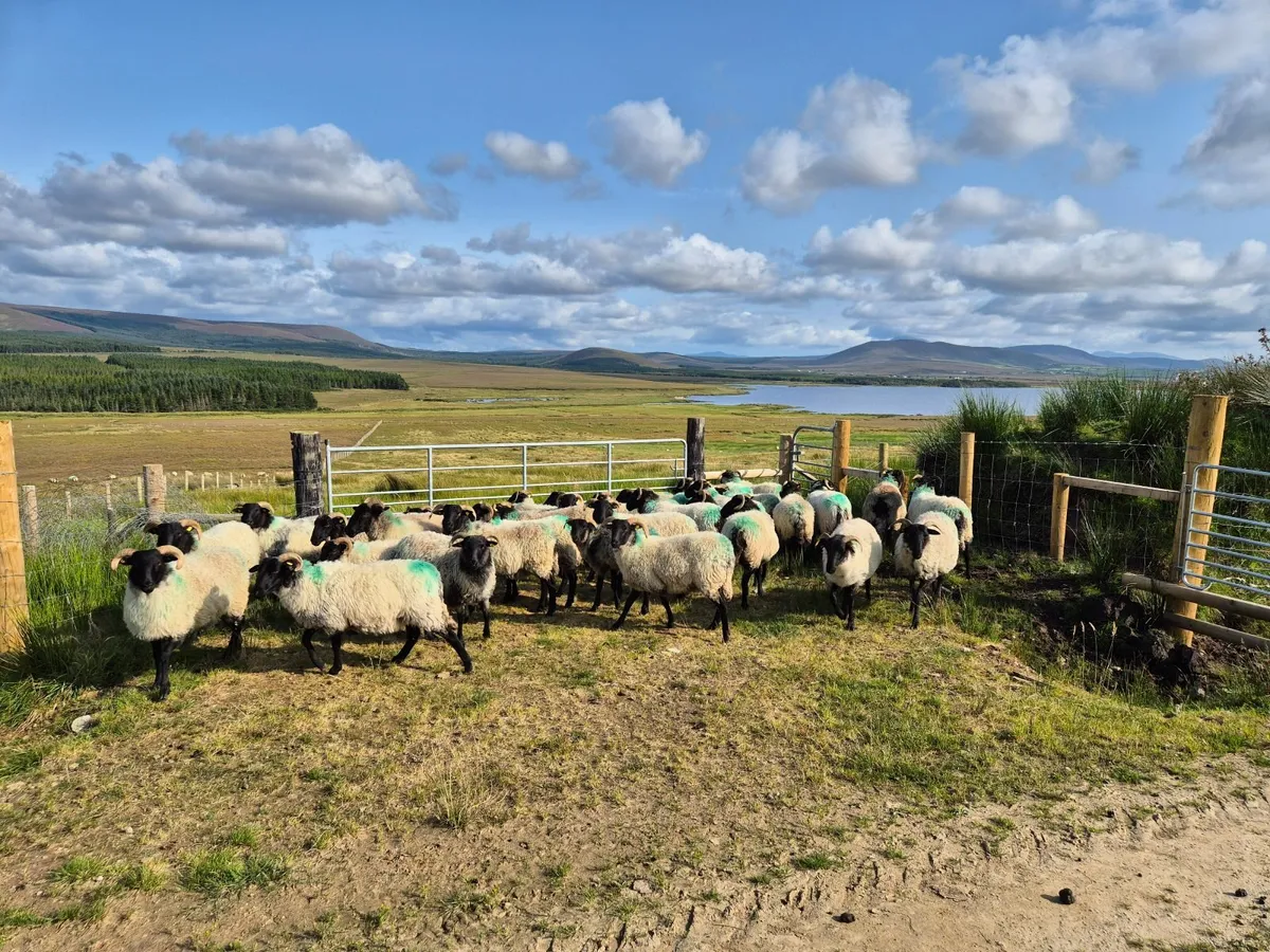 Blackface Ewe Hoggets - Image 3