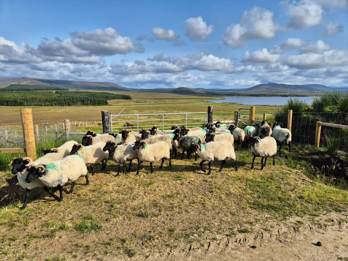 Blackface Ewe Hoggets - Image 4
