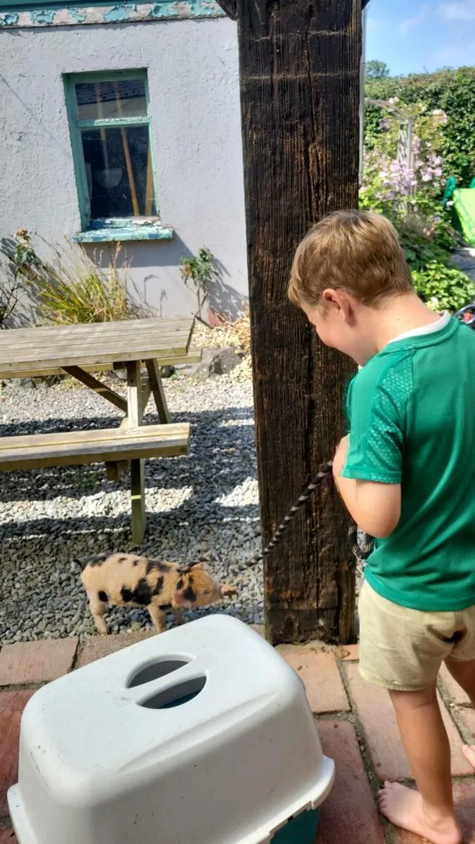 Kune Kune piglet.  Female. Very tame family pet - Image 4