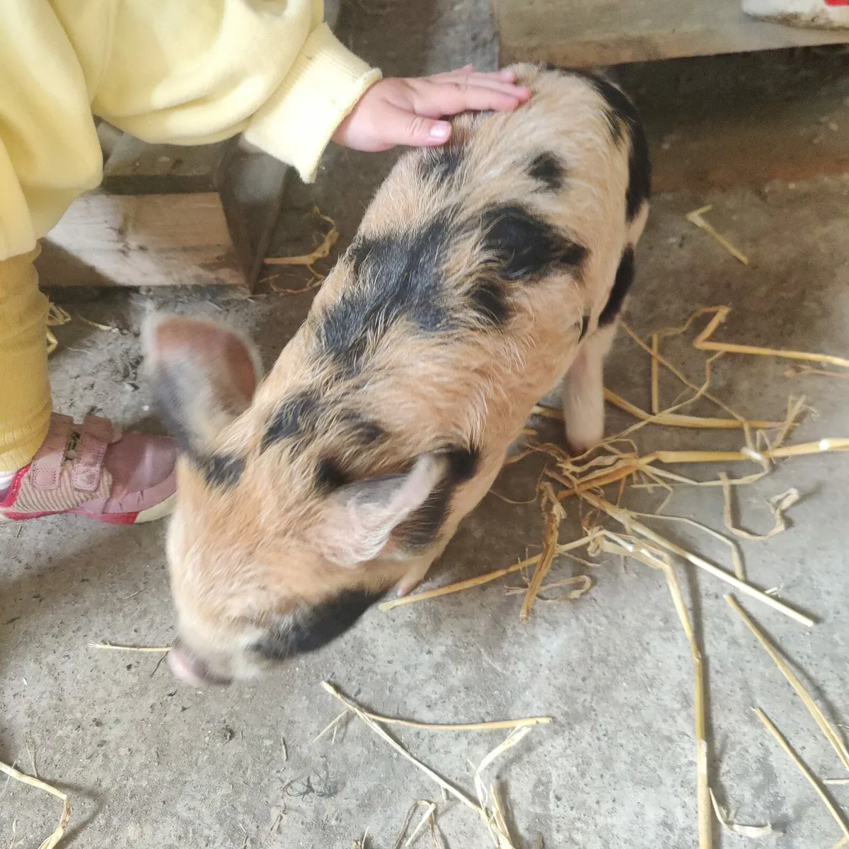 Kune Kune piglet.  Female. Very tame family pet - Image 1