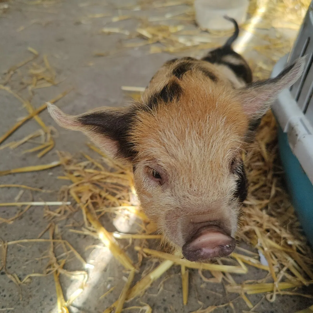 Kune Kune piglet.  Female. Very tame family pet - Image 2