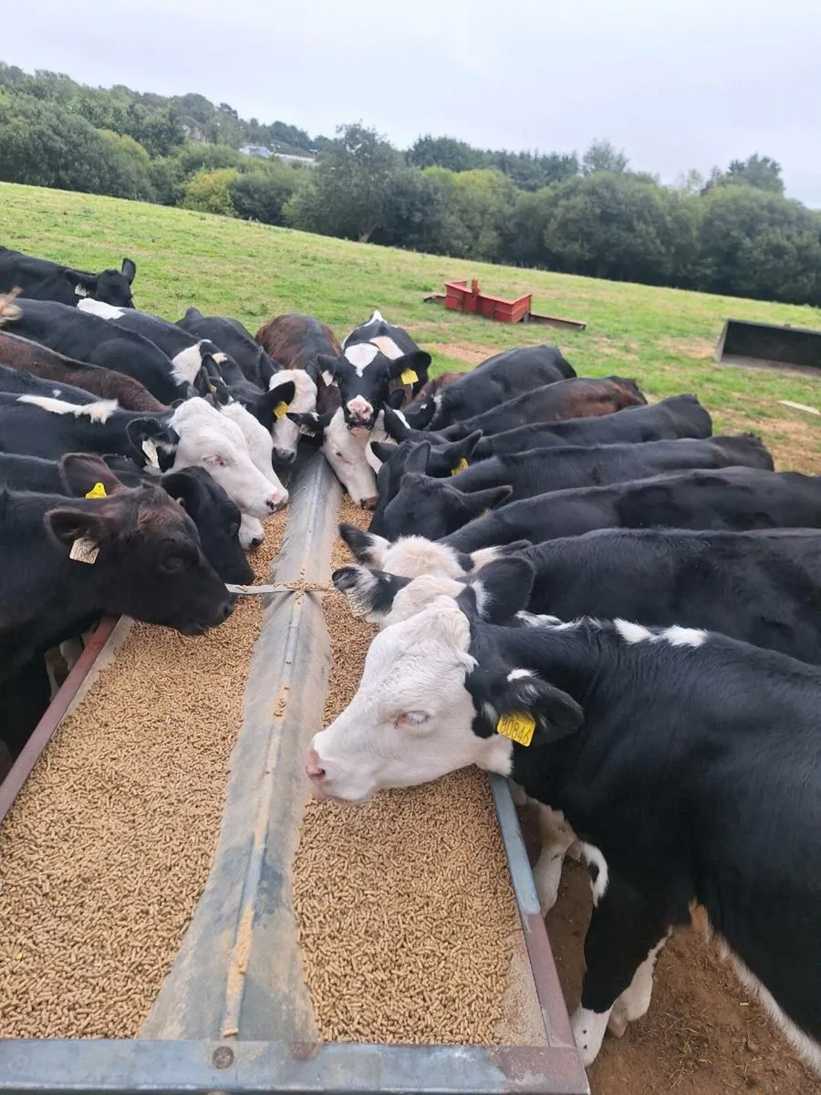 Calfs - Image 1