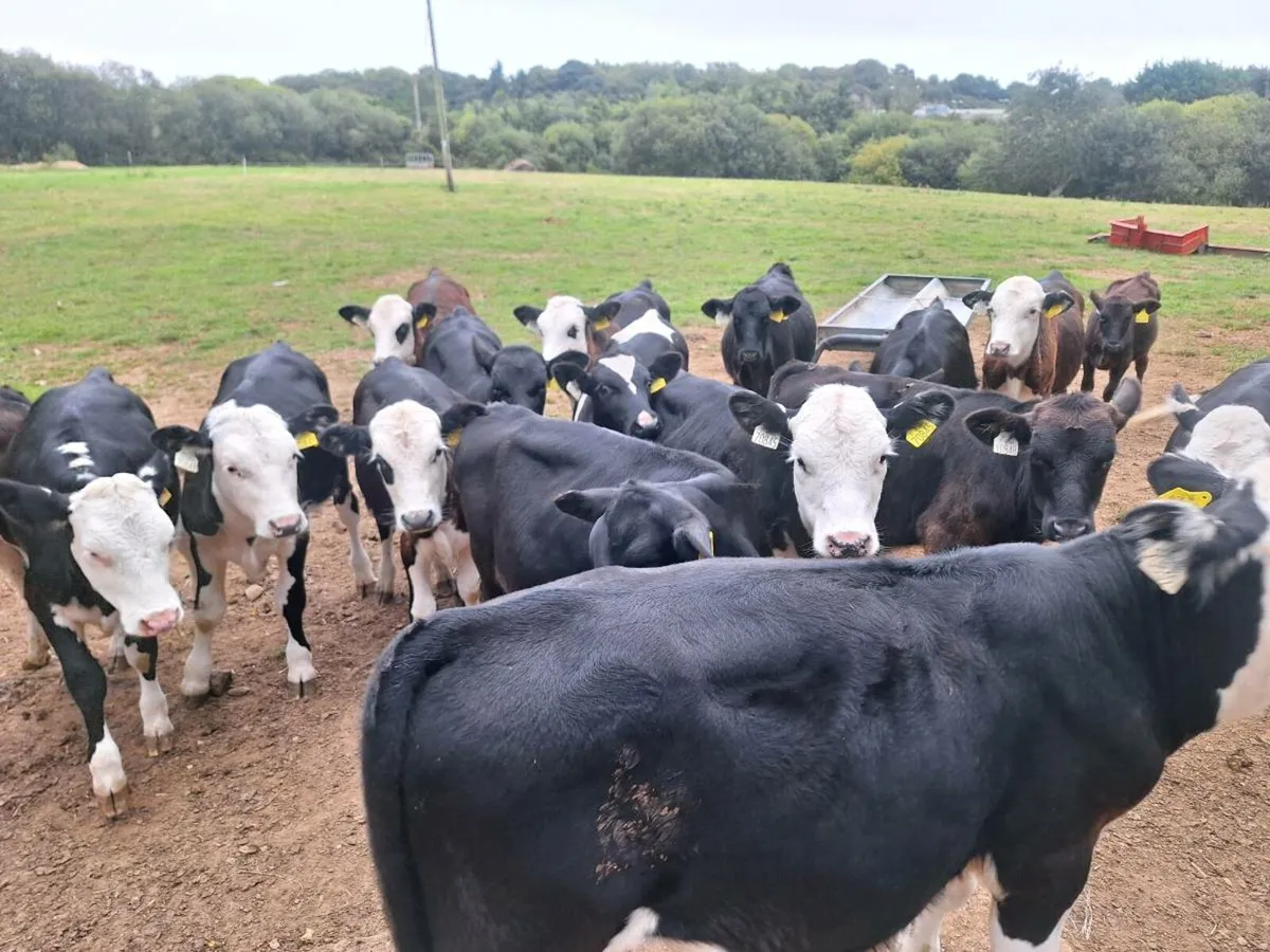 Calfs - Image 2