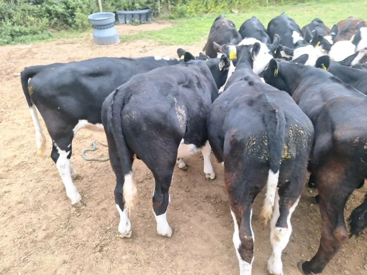 Calfs - Image 3