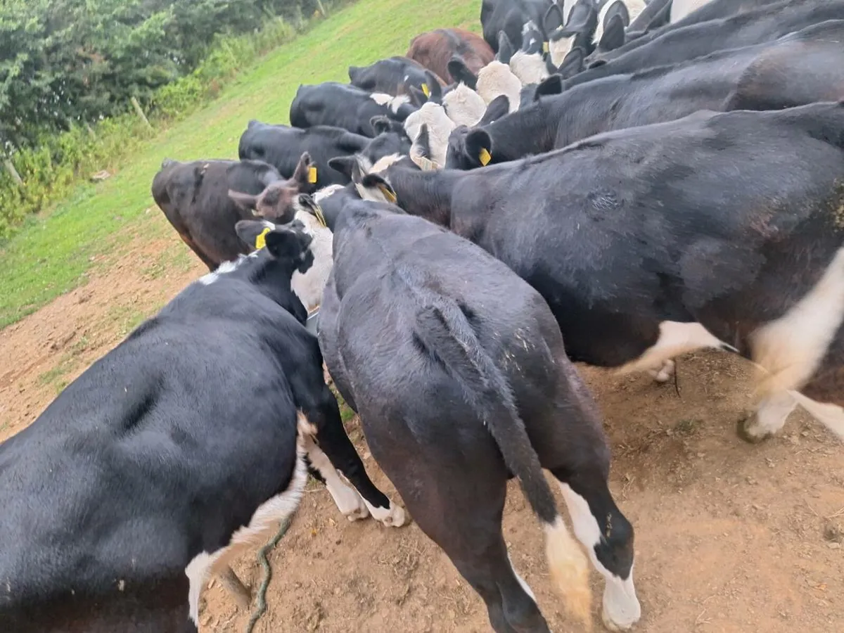 Calfs - Image 4