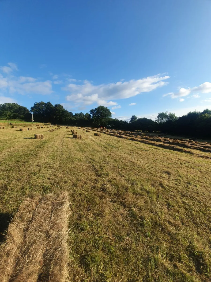 Hay Square bales - Image 1