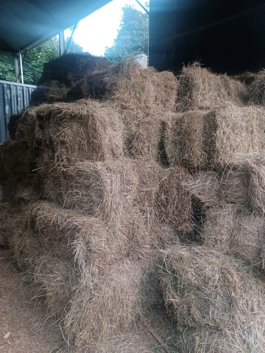 Hay Square bales - Image 2