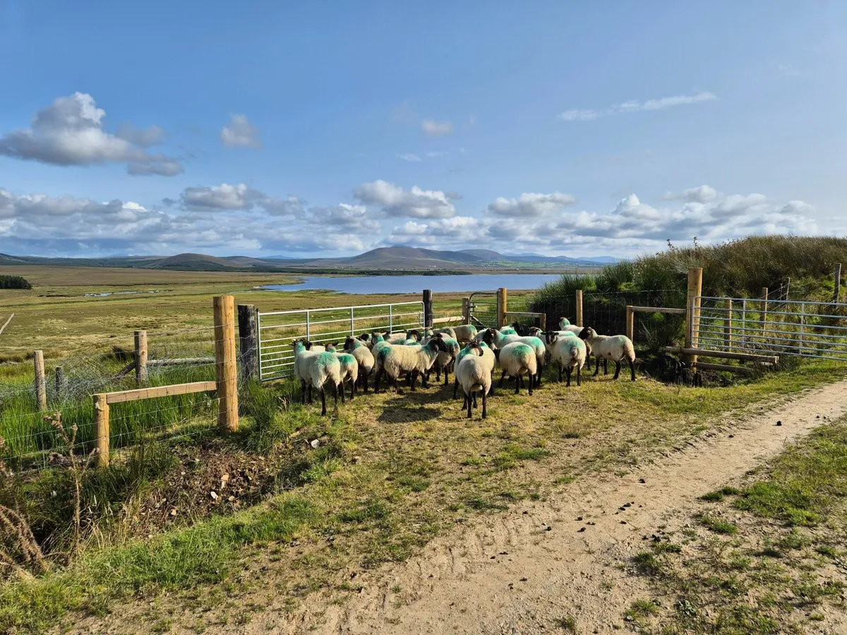 Suffolk Hoggets (Sold pending collection) - Image 2