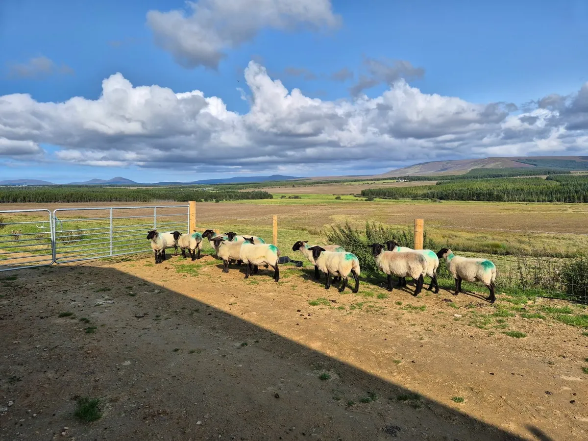 Suffolk Hoggets (Sold pending collection) - Image 1