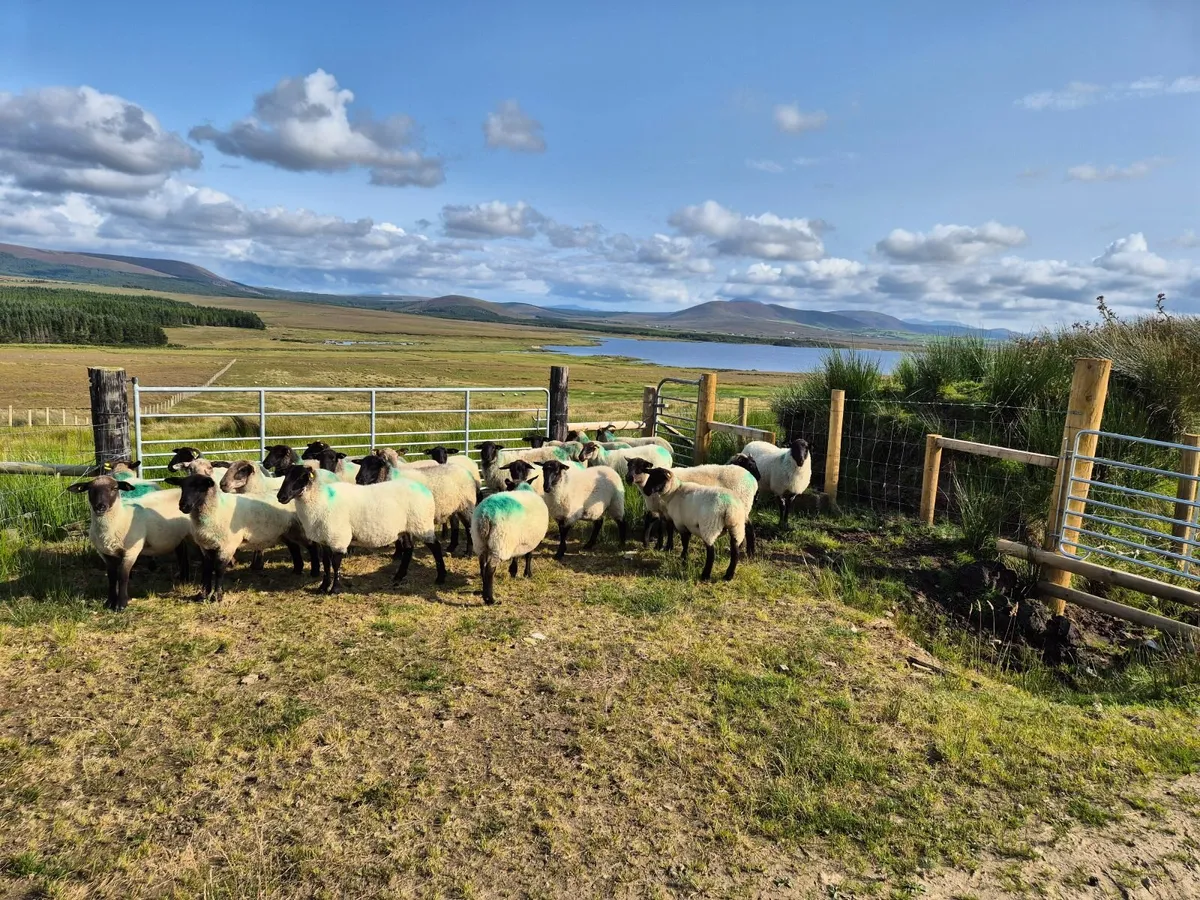 Suffolk Hoggets (Sold pending collection) - Image 3