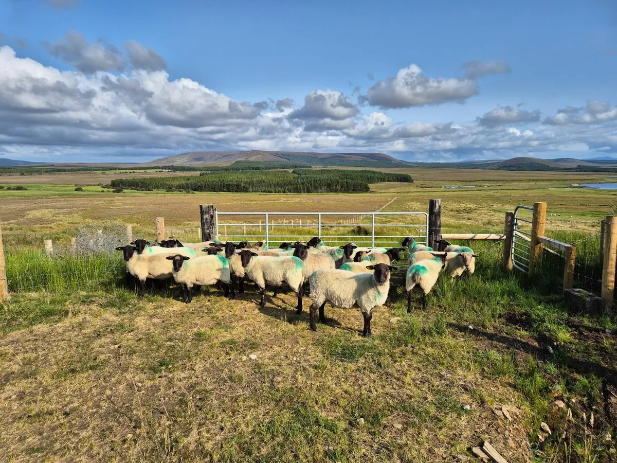 Suffolk Hoggets (Sold pending collection) - Image 4