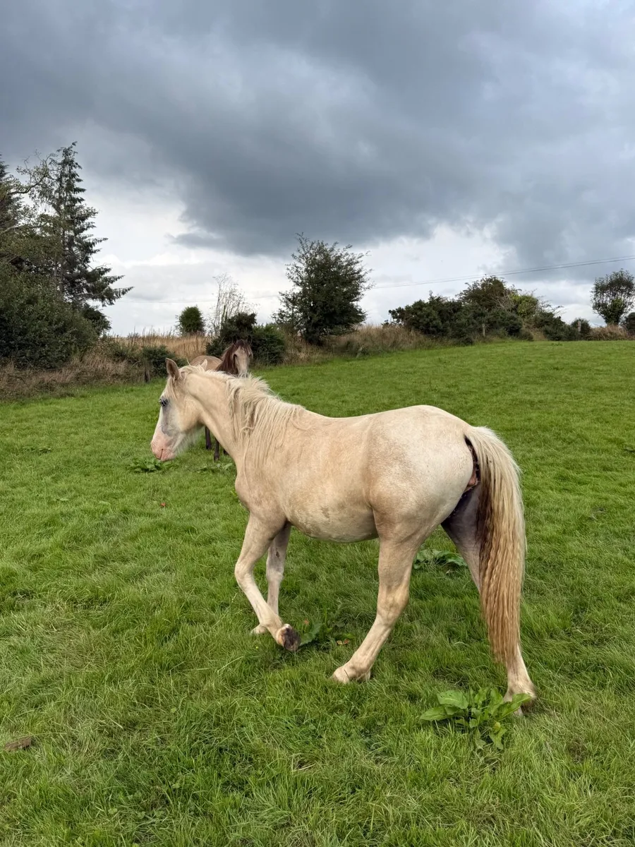 Palimino yearling - Image 1