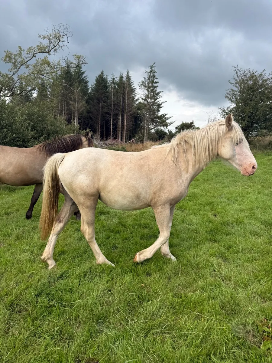 Palimino yearling - Image 2