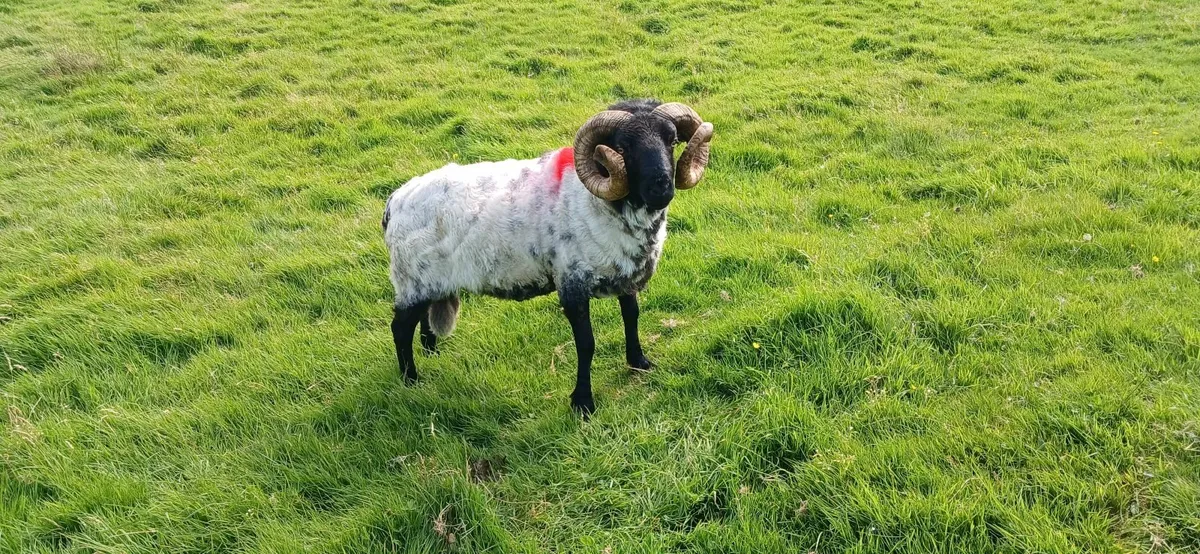 Ewe lambs,aged mayo mountain ram and hoggett texal - Image 3