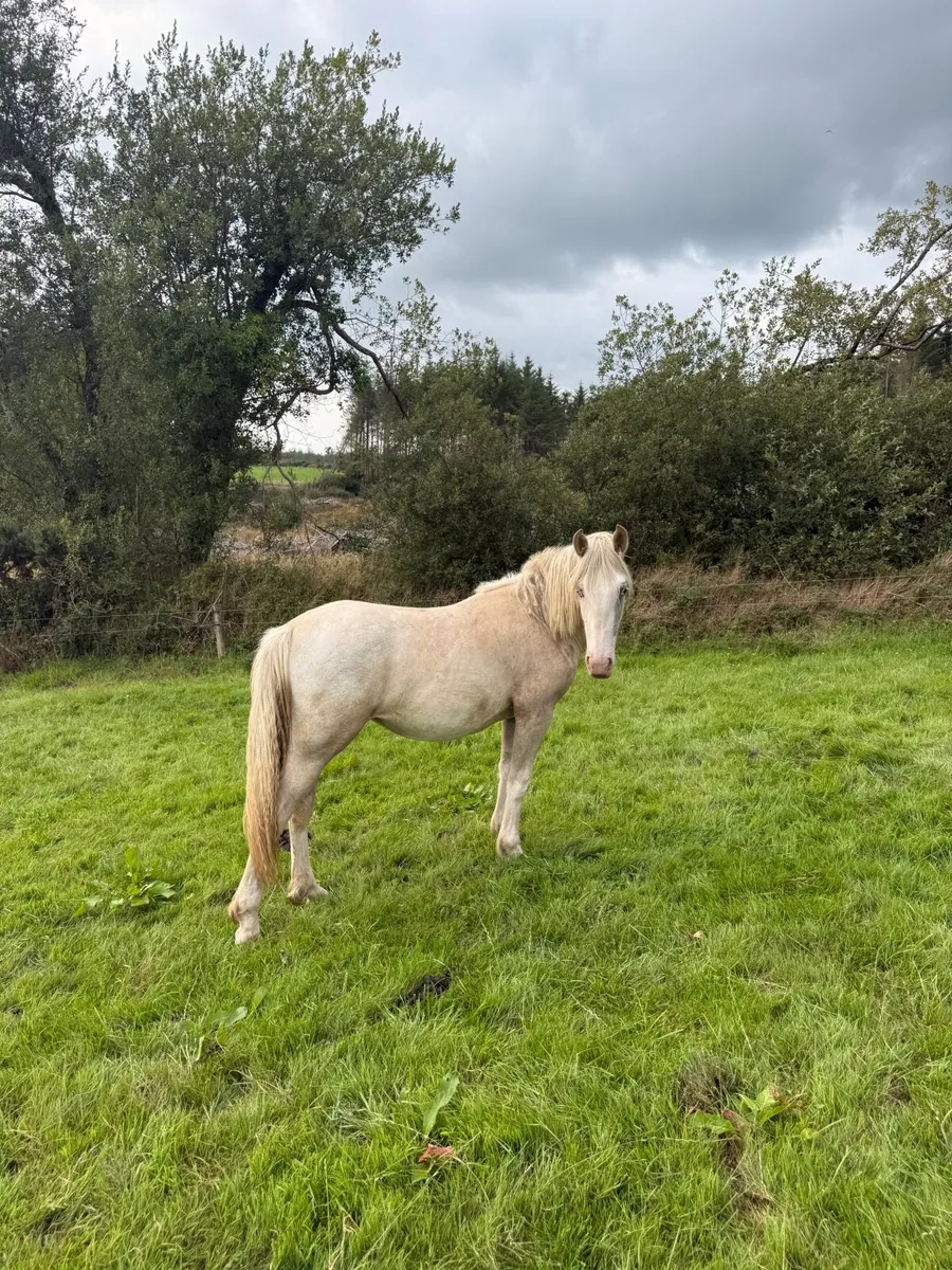 Palimino yearling - Image 3