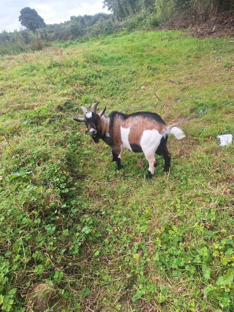 Pygmy goat - Image 1