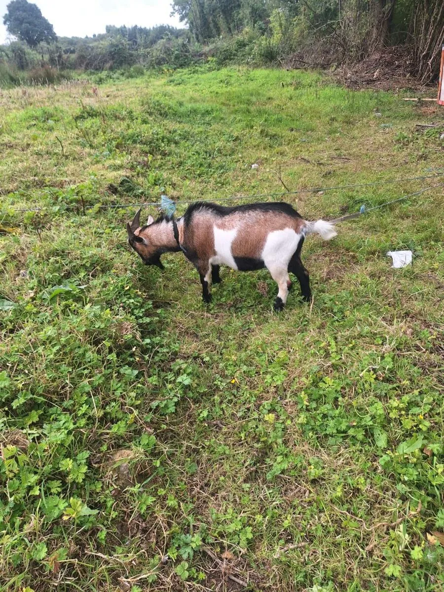 Pygmy goat - Image 2