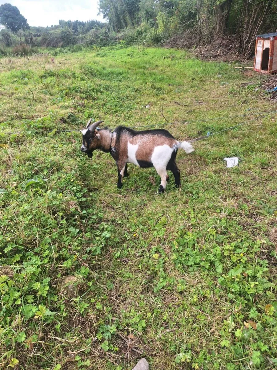 Pygmy goat - Image 3