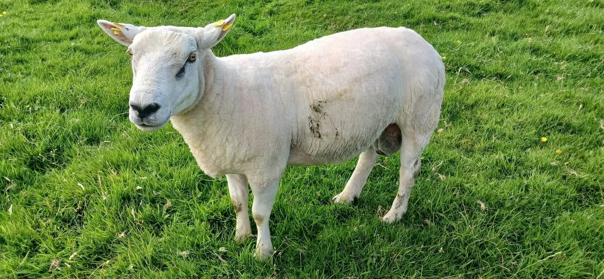 Ewe lambs,aged mayo mountain ram and hoggett texal - Image 4