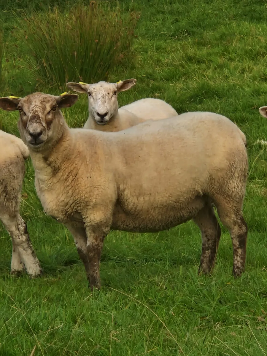 ⭐️ 40 breeding hoggets⭐️ - Image 4