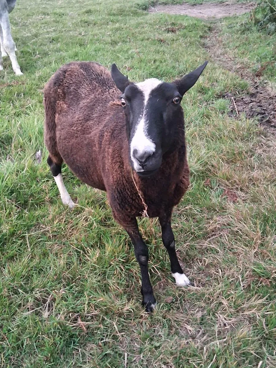 Zwartbles ram - Image 1