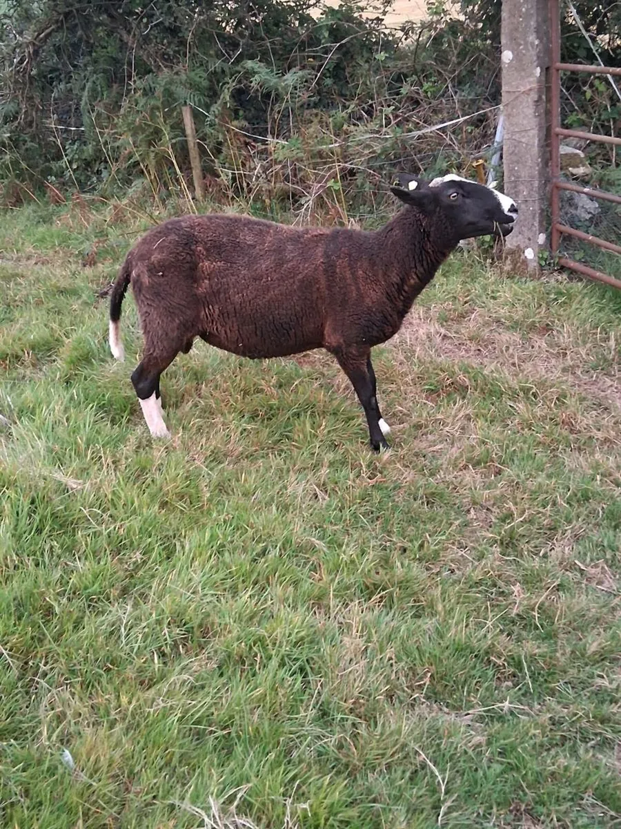 Zwartbles ram - Image 2