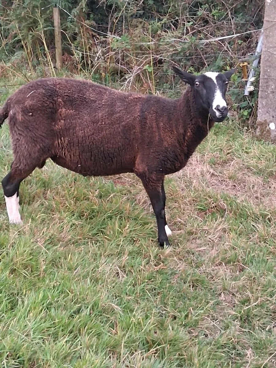 Zwartbles ram - Image 3