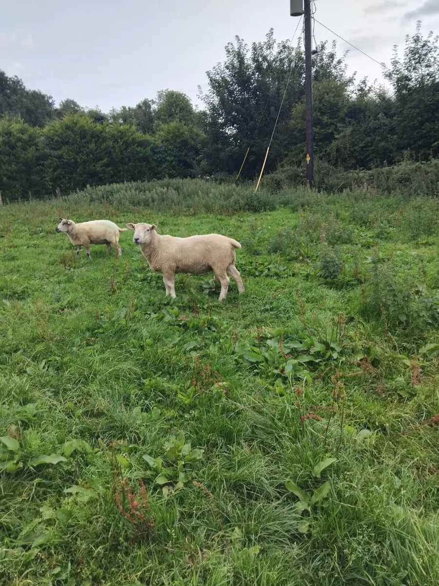 Ram - Image 2