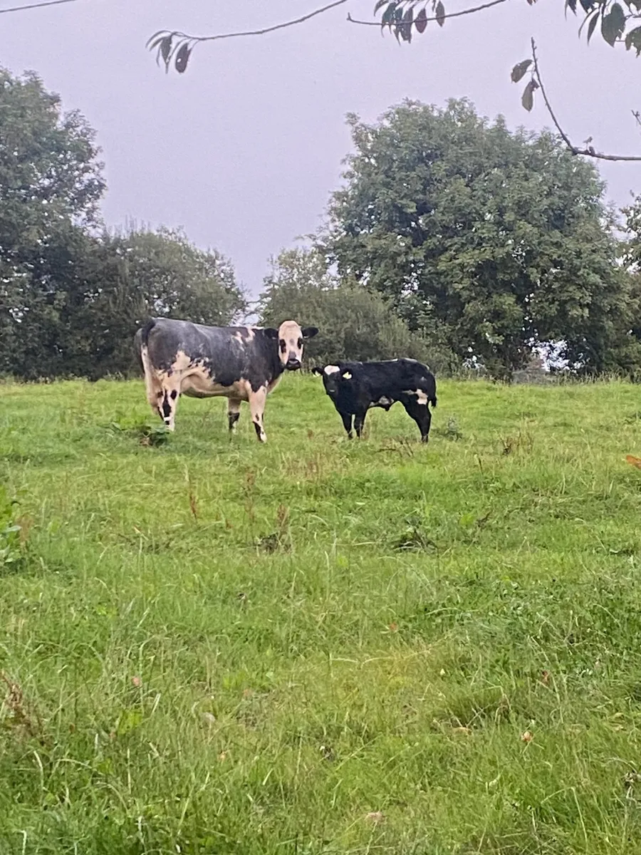 Show calf - Image 2