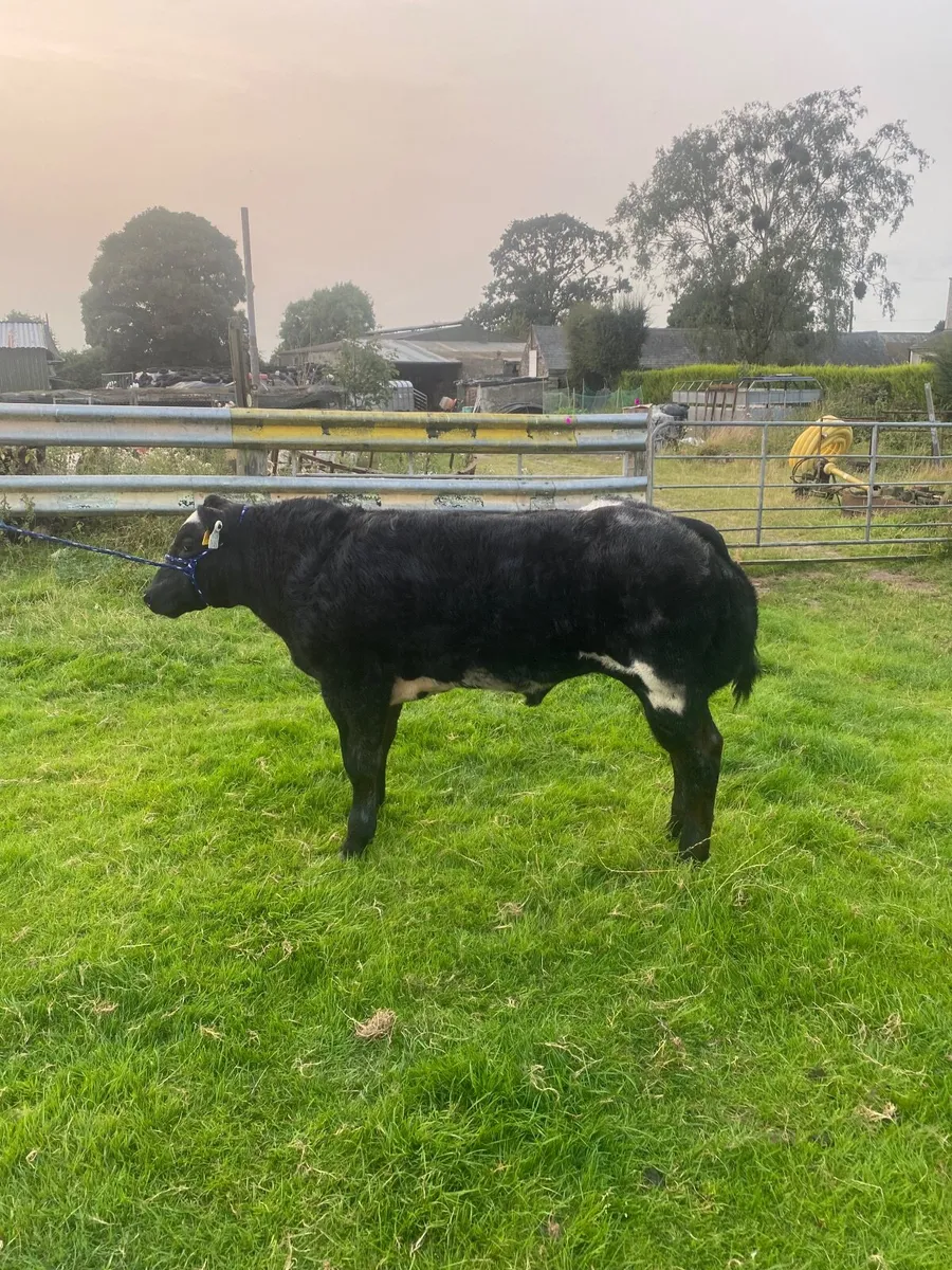 Show calf - Image 1