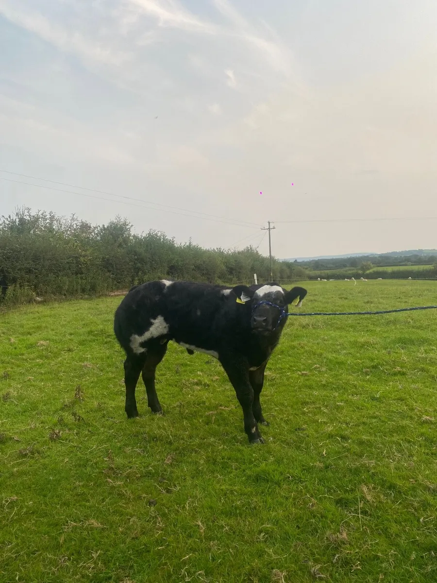 Show calf - Image 3