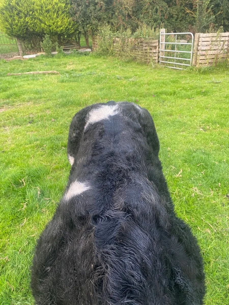 Show calf - Image 4
