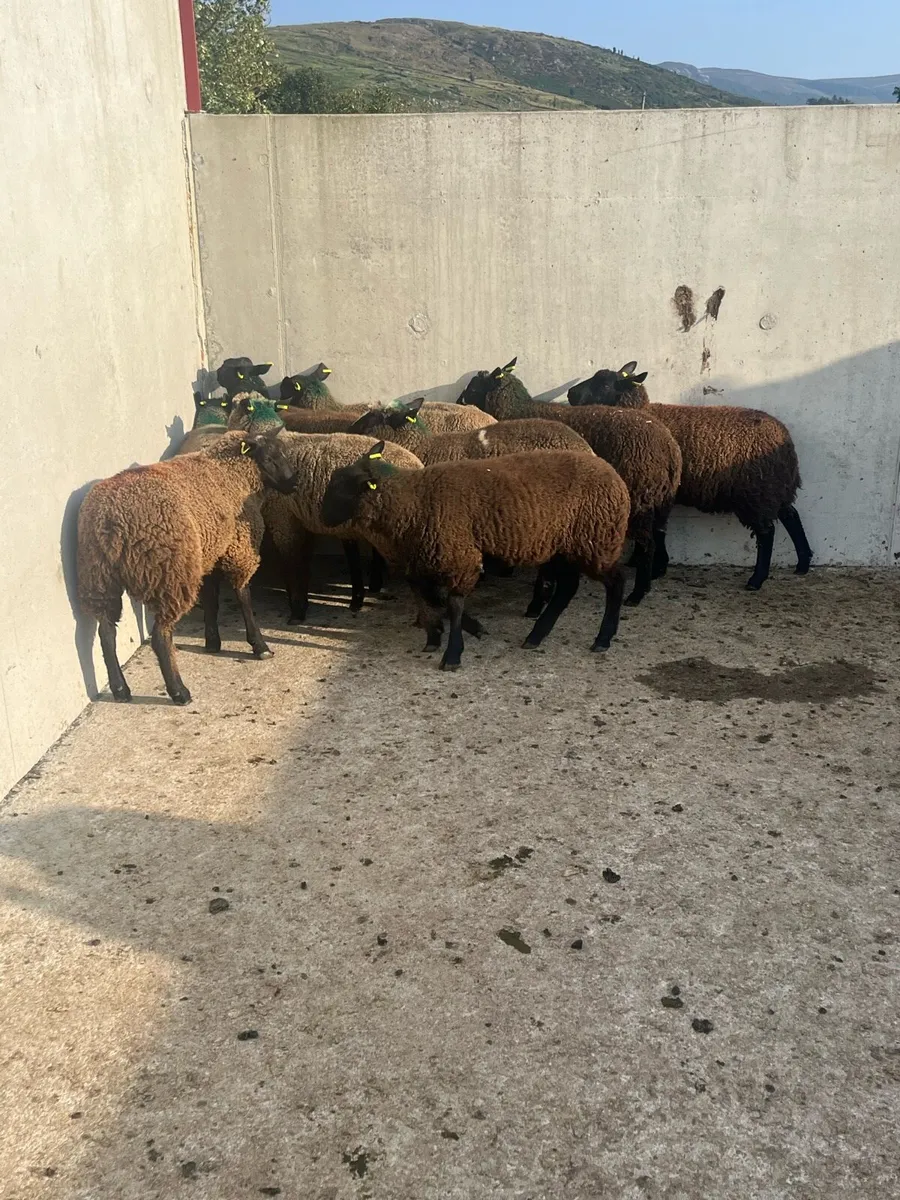 9 Dutch Spotted Store Lambs - Image 1