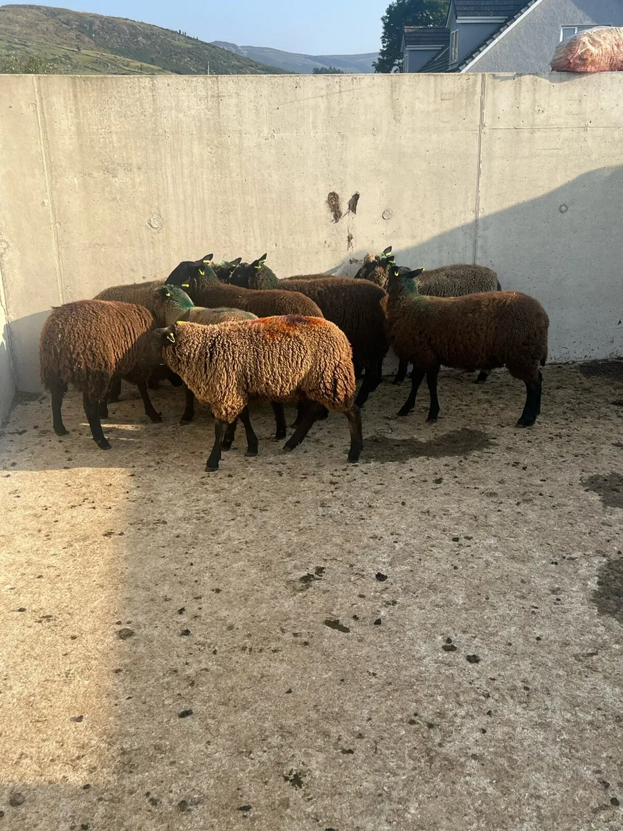 9 Dutch Spotted Store Lambs - Image 2