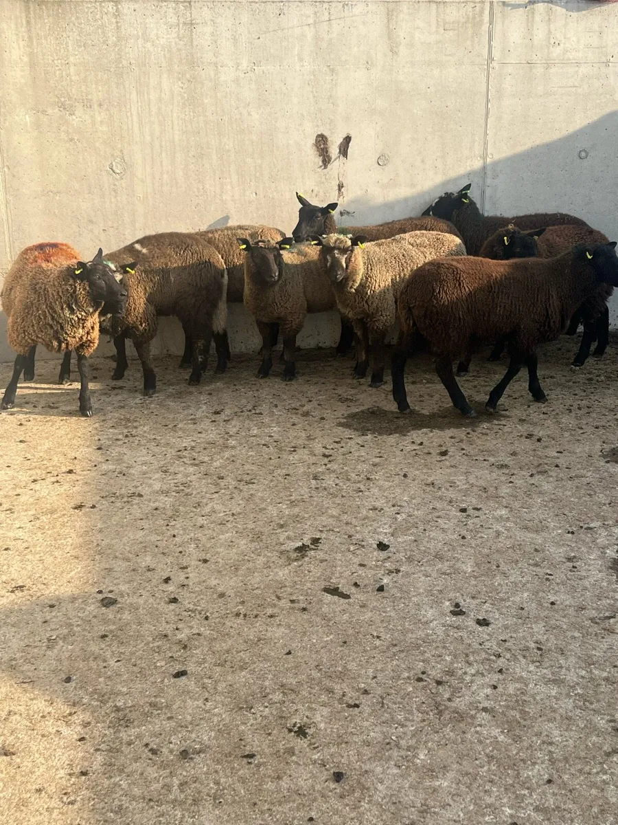 9 Dutch Spotted Store Lambs - Image 3