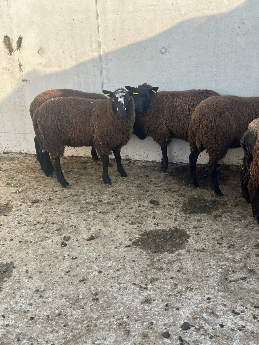 9 Dutch Spotted Store Lambs - Image 4