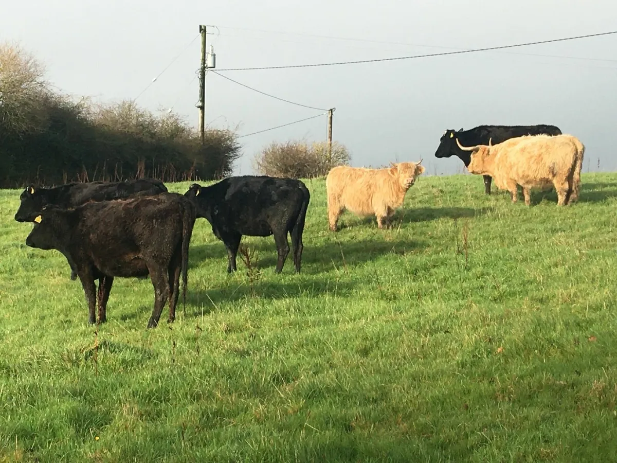 Cattle