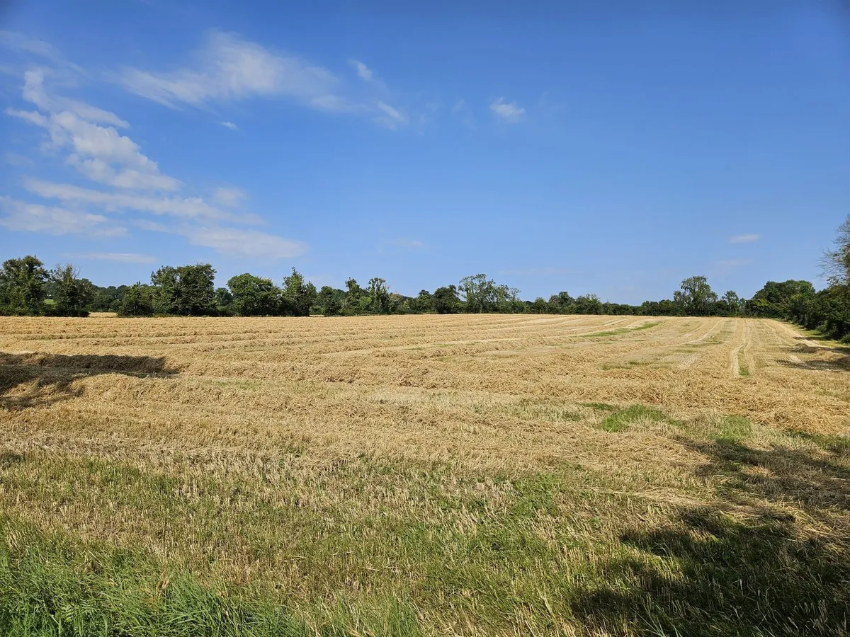 Barley + Oat Straw - Image 2