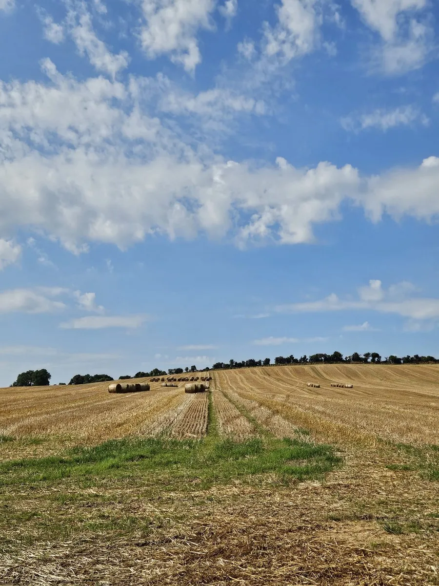 Barley + Oat Straw - Image 3