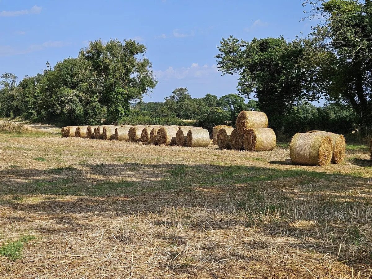 Barley + Oat Straw - Image 4