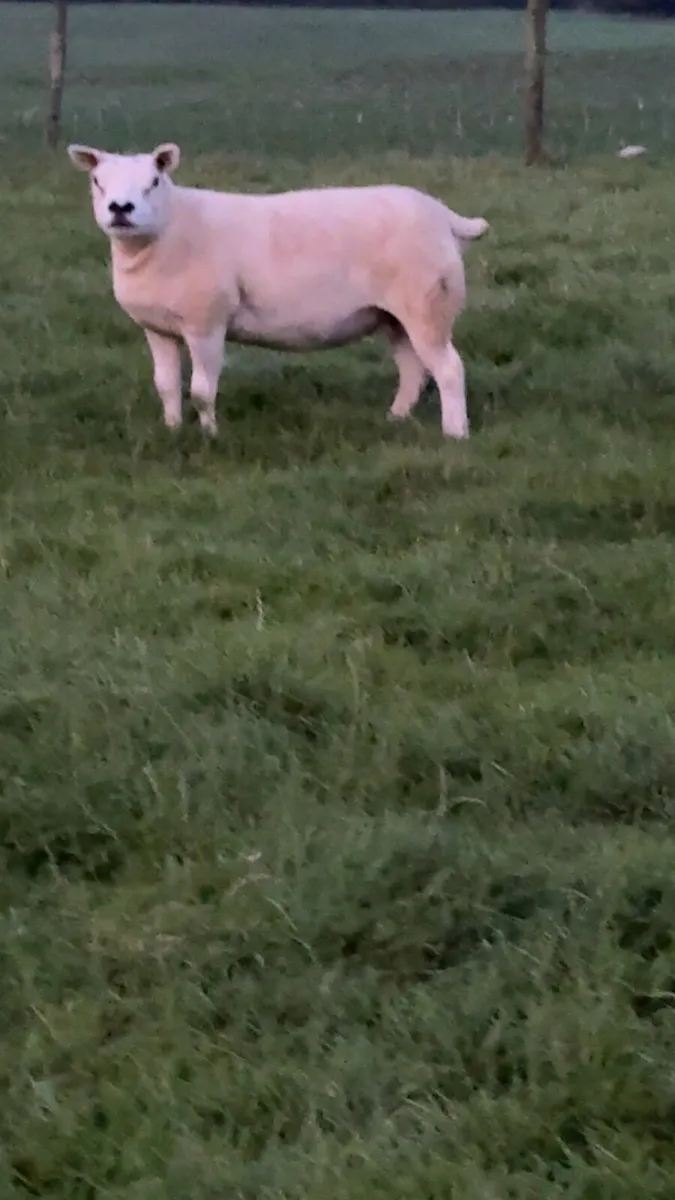 Pedigree Texel ewes - Image 3