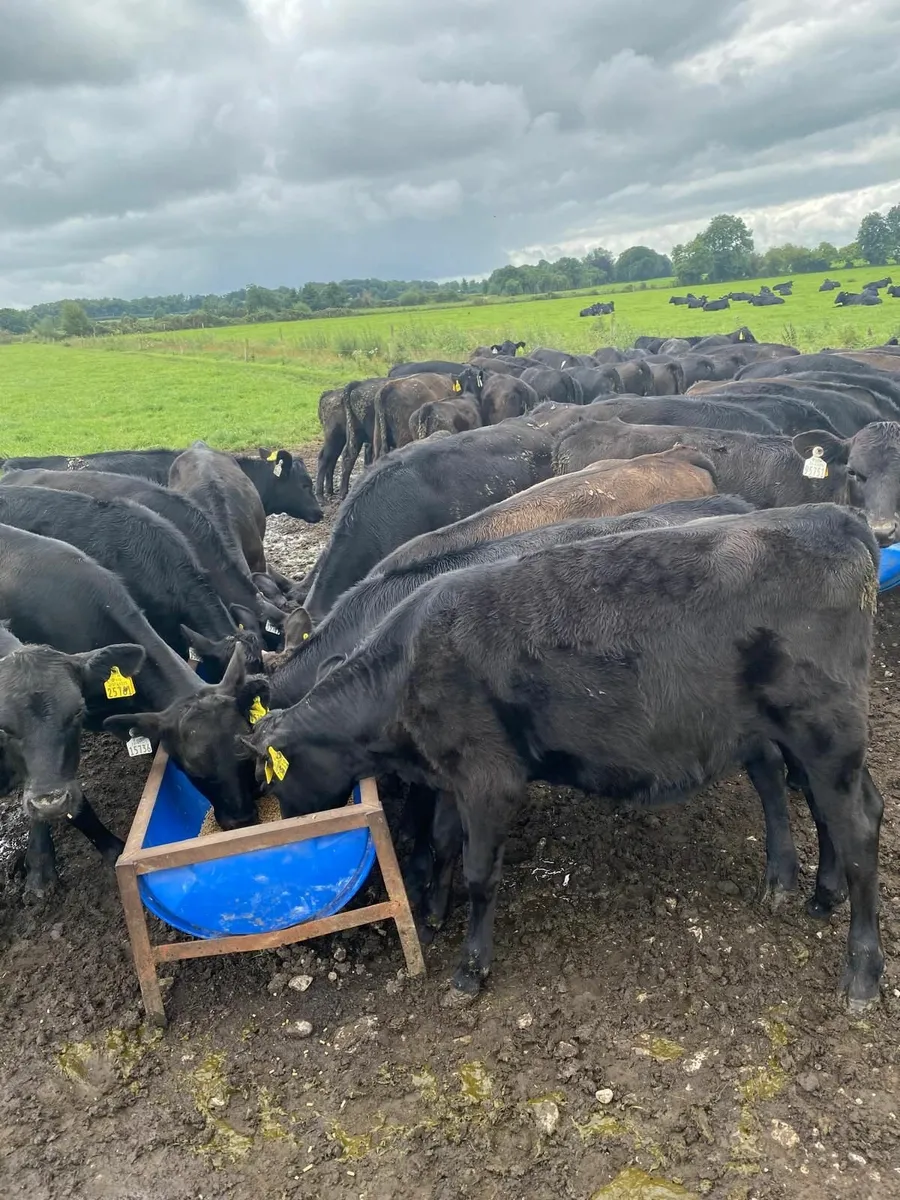 Angus  Calves - Image 1