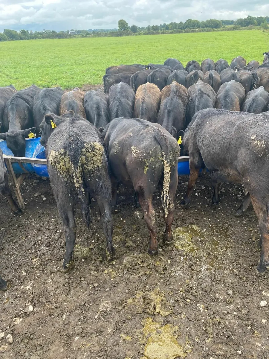 Angus  Calves - Image 2