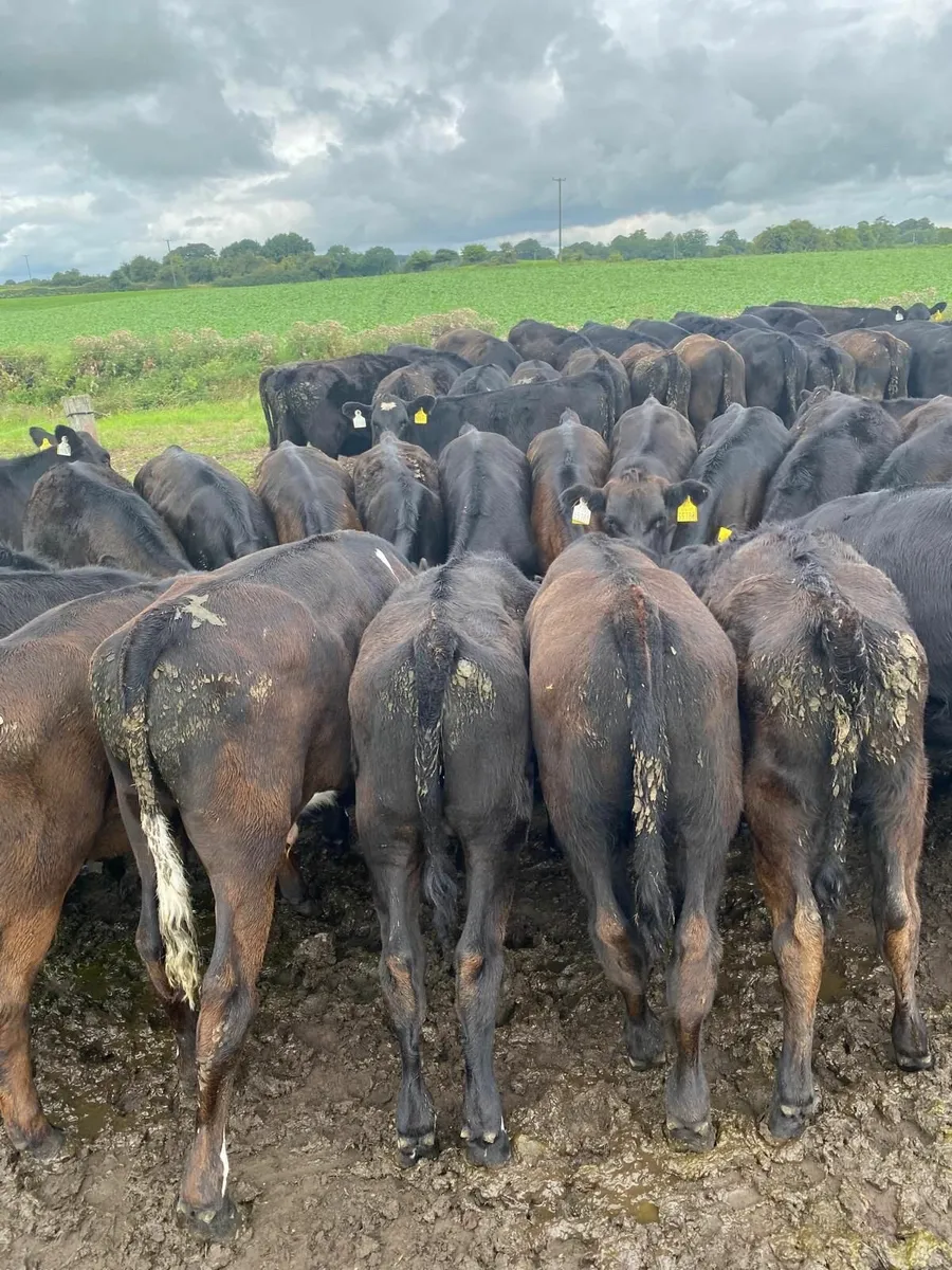 Angus  Calves - Image 3