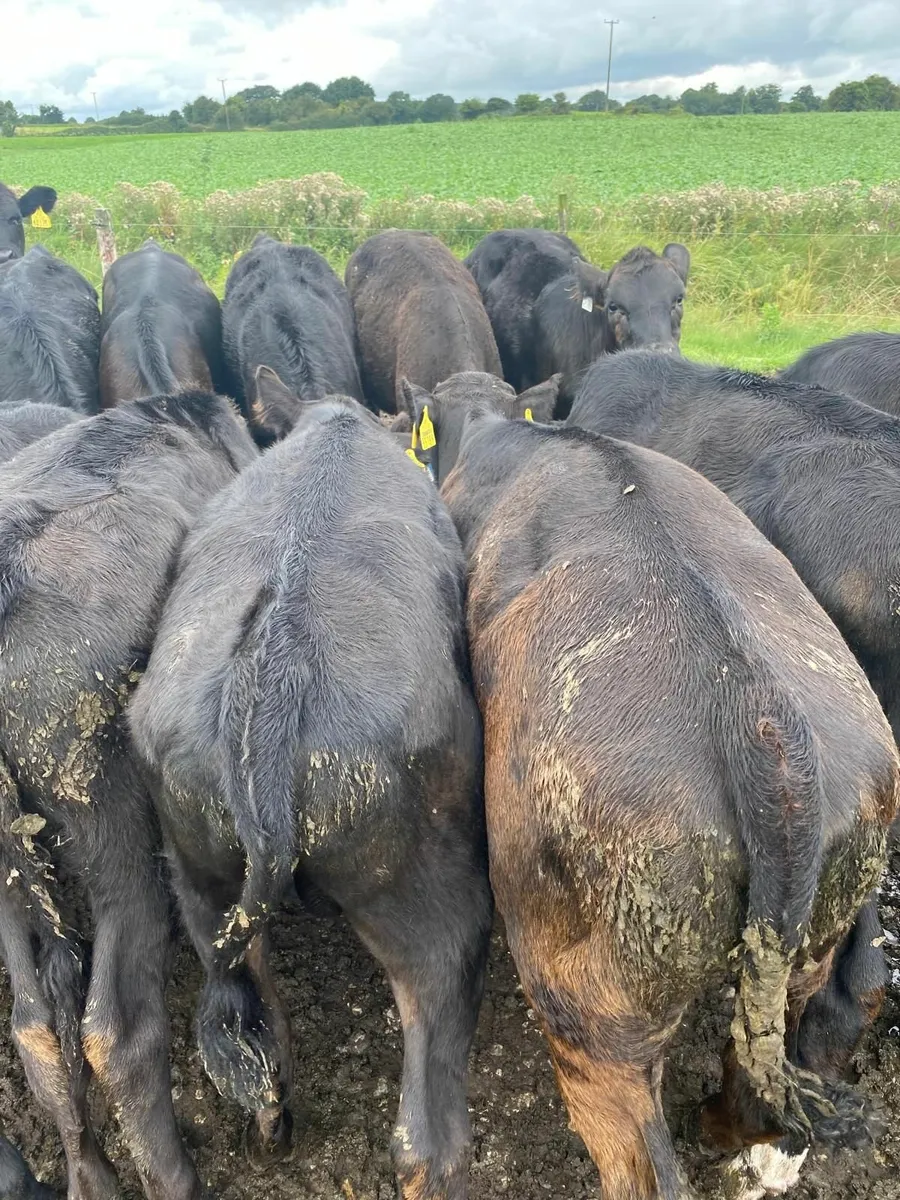 Angus  Calves - Image 4