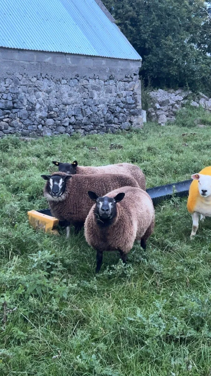 Badger face and blue Texel ewe lambs - Image 1