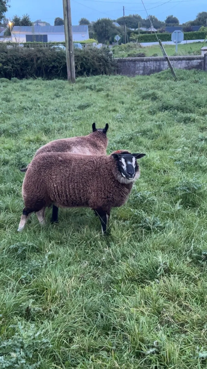 Badger face and blue Texel ewe lambs - Image 2